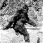 yeti